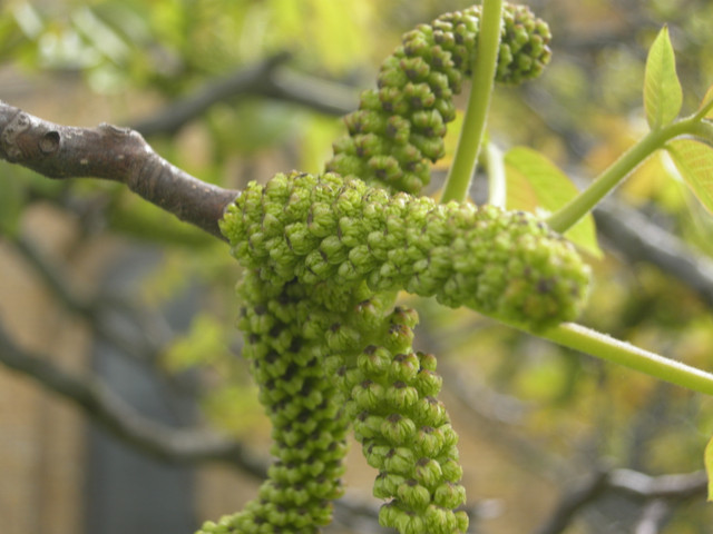 Vì sao hoa óc chó được coi là bảo bối, ngăn ngừa ung thư? - Hình 11 Vi sao hoa oc cho duoc coi la bao boi, ngan ngua ung thu?-Hinh-11