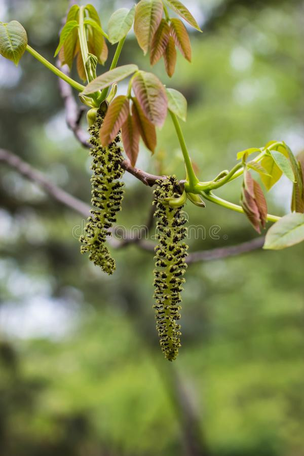 Vì sao hoa óc chó được coi là bảo bối, ngăn ngừa ung thư? - Hình 8 Vi sao hoa oc cho duoc coi la bao boi, ngan ngua ung thu?-Hinh-8