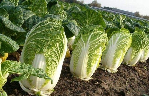 Tuyệt đối không nên mua loại cải thảo này dù rẻ đến mấy - Hình 6 Tuyet doi khong nen mua loai cai thao nay du re den may-Hinh-6