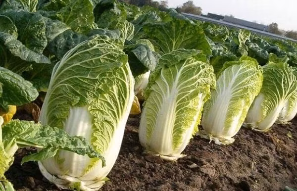 Tuyệt đối không nên mua loại cải thảo này dù rẻ đến mấy - Hình 6 Tuyet doi khong nen mua loai cai thao nay du re den may-Hinh-6