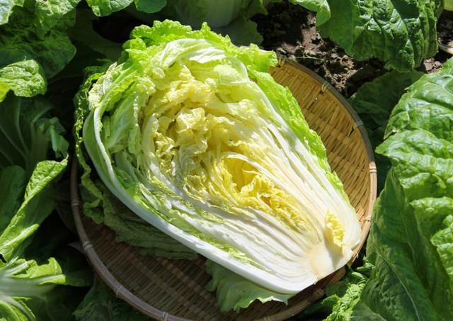 Tuyệt đối không nên mua loại cải thảo này dù rẻ đến mấy - Hình 10 Tuyet doi khong nen mua loai cai thao nay du re den may-Hinh-10