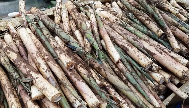 Cách chế biến các món ngon từ măng sặt đang vào mùa - Hình 2 Cach che bien cac mon ngon tu mang sat dang vao mua-Hinh-2