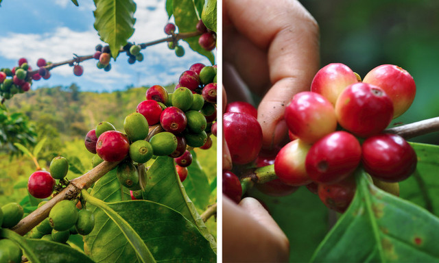 10 cách uống cà phê giúp cơ thể bạn khỏe mạnh hơn - Hình 10 10 cach uong ca phe giup co the ban khoe manh hon-Hinh-10