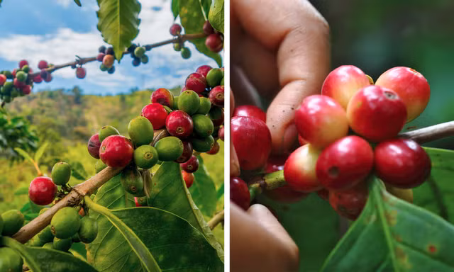 10 cach uong ca phe giup co the ban khoe manh hon-Hinh-10