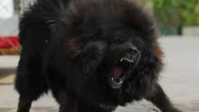 Cận cảnh những vụ trẻ em bị chó tấn công, thương tích cùng mình - Hình 8 Can canh nhung vu tre em bi cho tan cong, thuong tich cung minh-Hinh-8