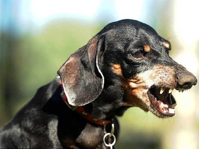 Cận cảnh những vụ trẻ em bị chó tấn công, thương tích cùng mình - Hình 4 Can canh nhung vu tre em bi cho tan cong, thuong tich cung minh-Hinh-4