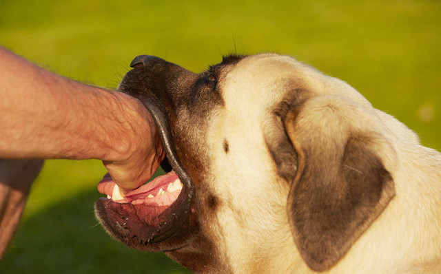 Cận cảnh những vụ trẻ em bị chó tấn công, thương tích cùng mình - Hình 13 Can canh nhung vu tre em bi cho tan cong, thuong tich cung minh-Hinh-13