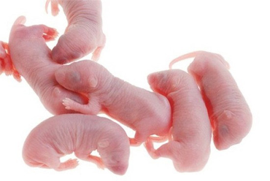 Những món ăn từ thịt chuột khiến nhiều người hoảng sợ - Hình 4 Nhung mon an tu thit chuot khien nhieu nguoi hoang so-Hinh-4