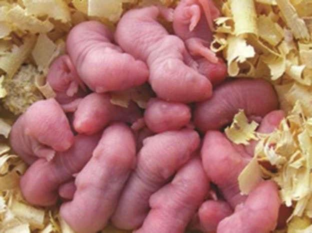 Những món ăn từ thịt chuột khiến nhiều người hoảng sợ - Hình 3 Nhung mon an tu thit chuot khien nhieu nguoi hoang so-Hinh-3