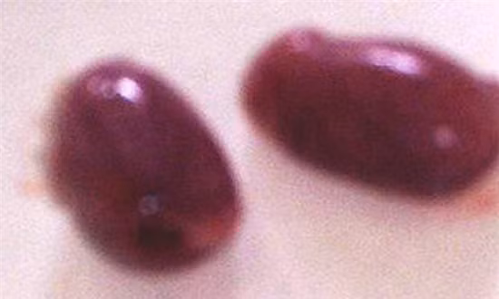 Nhung mon an tu thit chuot khien nhieu nguoi hoang so-Hinh-6