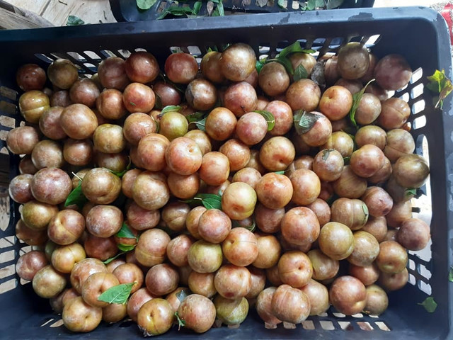 Cứ mộng mơ đặc sản Sa Pa, dân Việt ăn hết 3.000 tấn mận Tàu - Hình 4 Cu mong mo dac san Sa Pa, dan Viet an het 3.000 tan man Tau-Hinh-4