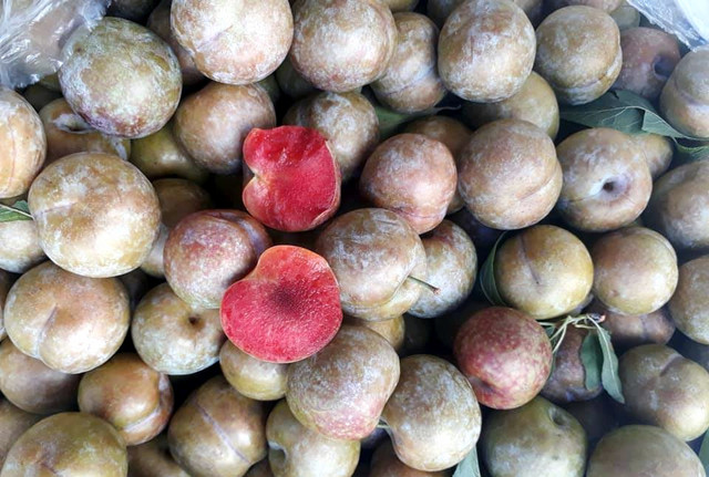 Cứ mộng mơ đặc sản Sa Pa, dân Việt ăn hết 3.000 tấn mận Tàu - Hình 2 Cu mong mo dac san Sa Pa, dan Viet an het 3.000 tan man Tau-Hinh-2