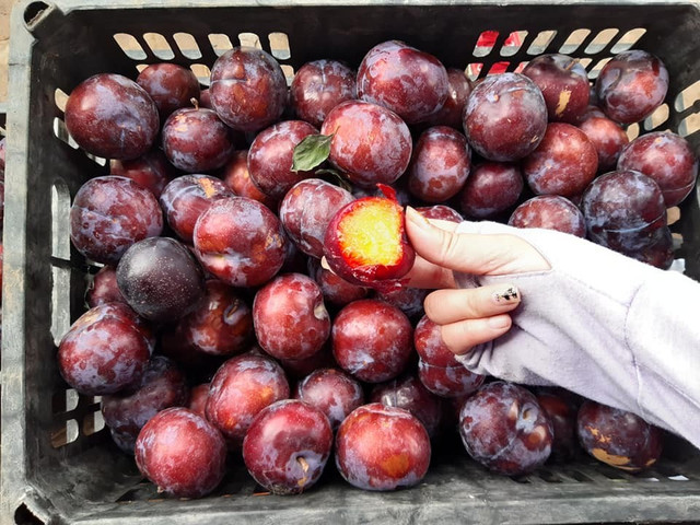 Cứ mộng mơ đặc sản Sa Pa, dân Việt ăn hết 3.000 tấn mận Tàu - Hình 3 Cu mong mo dac san Sa Pa, dan Viet an het 3.000 tan man Tau-Hinh-3