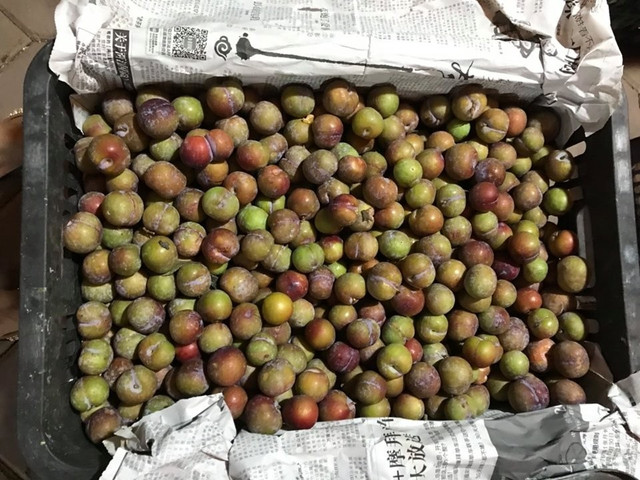 Cứ mộng mơ đặc sản Sa Pa, dân Việt ăn hết 3.000 tấn mận Tàu Cu mong mo dac san Sa Pa, dan Viet an het 3.000 tan man Tau