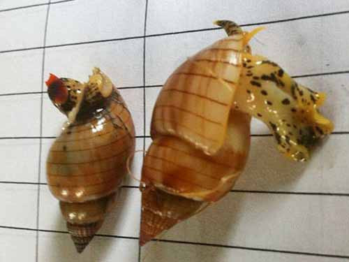 Những loại ốc cực độc và cách nhận biết - Hình 8 Nhung loai oc cuc doc va cach nhan biet-Hinh-8