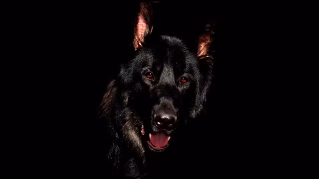 Rung ron truyen thuyet loai cho ma cu nhin vao mat la chet-Hinh-6