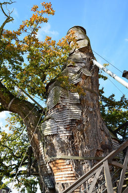 Độc đáo nhà nguyện trong cây sồi 1.000 tuổi ở Pháp - Hình 7 Doc dao nha nguyen trong cay soi 1.000 tuoi o Phap-Hinh-7