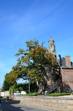 Độc đáo nhà nguyện trong cây sồi 1.000 tuổi ở Pháp - Hình 8 Doc dao nha nguyen trong cay soi 1.000 tuoi o Phap-Hinh-8