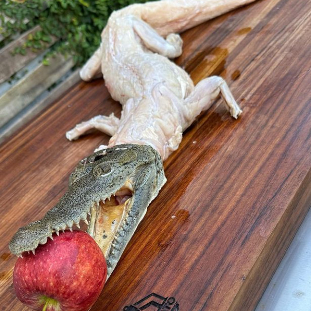 Ớn tới óc món cá sấu nướng nguyên con ngậm táo đỏ - Hình 4 On toi oc mon ca sau nuong nguyen con ngam tao do-Hinh-4