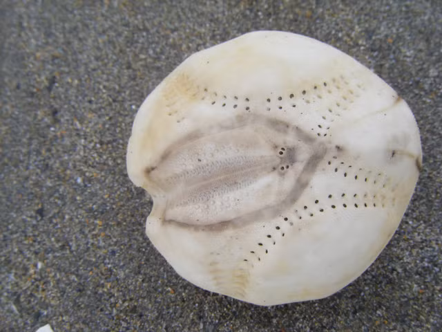 Hoang hon hang tram vat the la nhu “bong bau duc” ngo nguay tren bai bien-Hinh-5