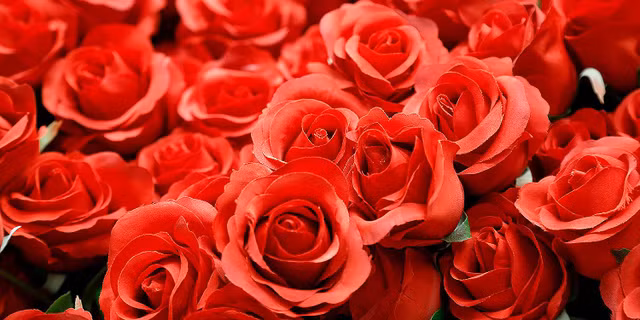 Vì sao các cặp tình nhân thường tặng hoa hồng đỏ ngày Valentine? - Hình 9 Vi sao cac cap tinh nhan thuong tang hoa hong do ngay Valentine?-Hinh-9