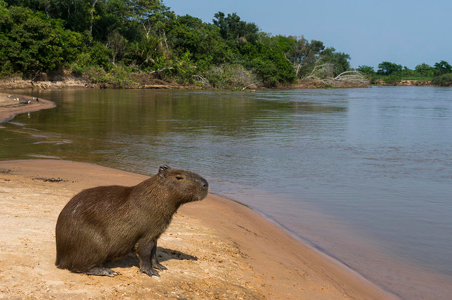 Pantanal là vương quốc của 'quái vật' khổng lồ - Hình 10 Pantanal la vuong quoc cua 'quai vat' khong lo-Hinh-10