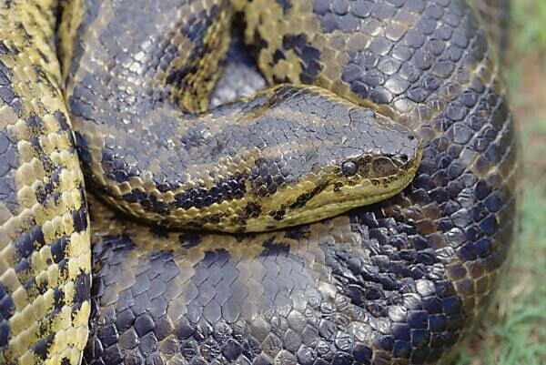 Pantanal là vương quốc của 'quái vật' khổng lồ - Hình 7 Pantanal la vuong quoc cua 'quai vat' khong lo-Hinh-7