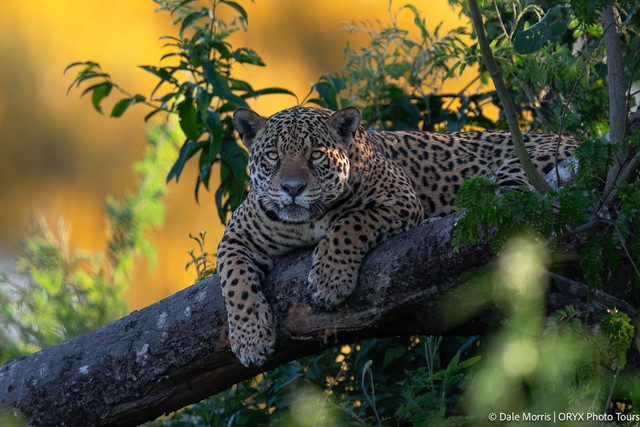 Pantanal là vương quốc của 'quái vật' khổng lồ - Hình 4 Pantanal la vuong quoc cua 'quai vat' khong lo-Hinh-4