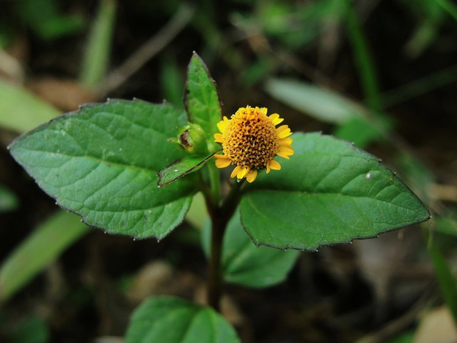 Loại cỏ dại đầy ở quê nhưng lại là thuốc quý - Hình 12 Loai co dai day o que nhung lai la thuoc quy-Hinh-12