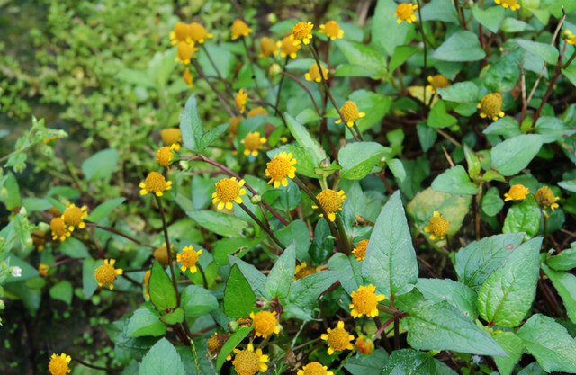 Loại cỏ dại đầy ở quê nhưng lại là thuốc quý - Hình 3 Loai co dai day o que nhung lai la thuoc quy-Hinh-3