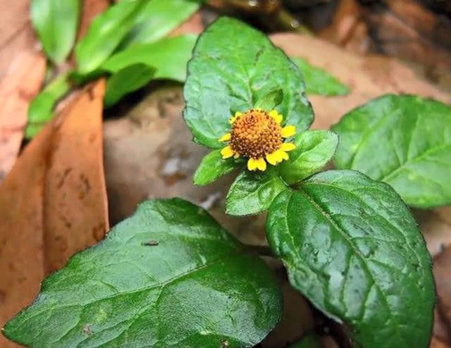 Loại cỏ dại đầy ở quê nhưng lại là thuốc quý - Hình 10 Loai co dai day o que nhung lai la thuoc quy-Hinh-10