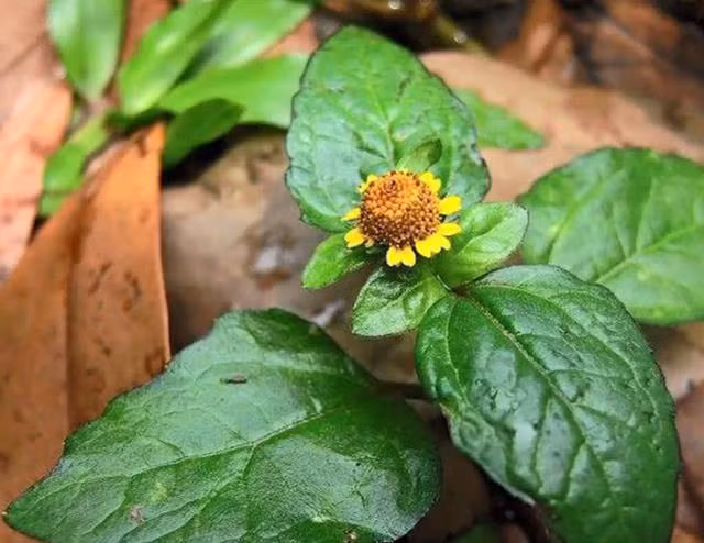 Loai co dai day o que nhung lai la thuoc quy-Hinh-10