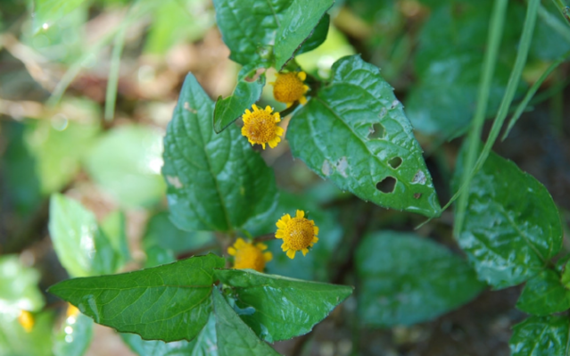 Loại cỏ dại đầy ở quê nhưng lại là thuốc quý - Hình 2 Loai co dai day o que nhung lai la thuoc quy-Hinh-2