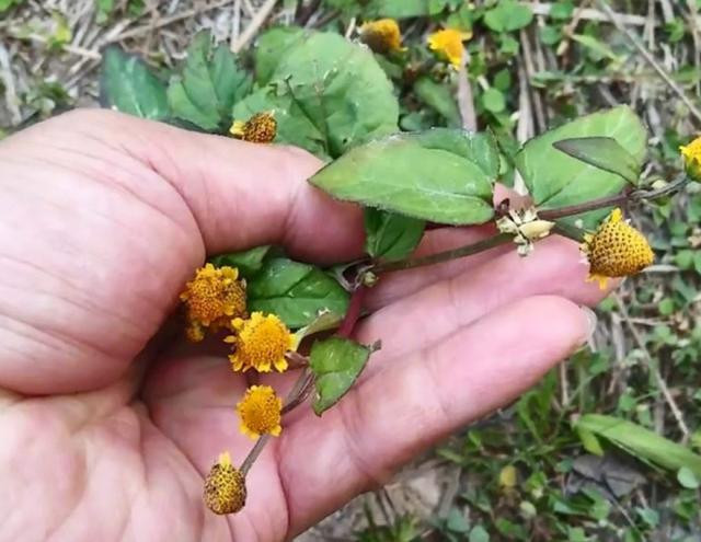 Loại cỏ dại đầy ở quê nhưng lại là thuốc quý - Hình 11 Loai co dai day o que nhung lai la thuoc quy-Hinh-11