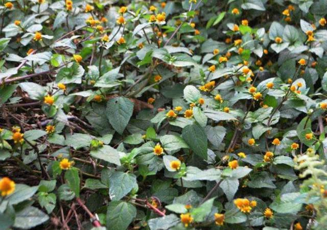 Loại cỏ dại đầy ở quê nhưng lại là thuốc quý - Hình 9 Loai co dai day o que nhung lai la thuoc quy-Hinh-9