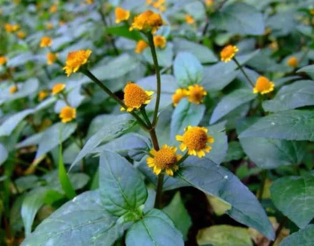 Loại cỏ dại đầy ở quê nhưng lại là thuốc quý - Hình 7 Loai co dai day o que nhung lai la thuoc quy-Hinh-7