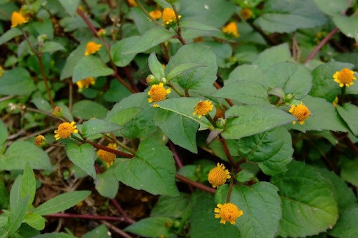 Loại cỏ dại đầy ở quê nhưng lại là thuốc quý - Hình 4 Loai co dai day o que nhung lai la thuoc quy-Hinh-4