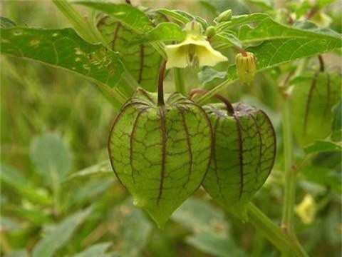 Những loại rau dại ngon nhưng cũng rất độc - Hình 2 Nhung loai rau dai ngon nhung cung rat doc-Hinh-2