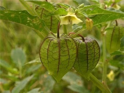 Nhung loai rau dai ngon nhung cung rat doc-Hinh-2