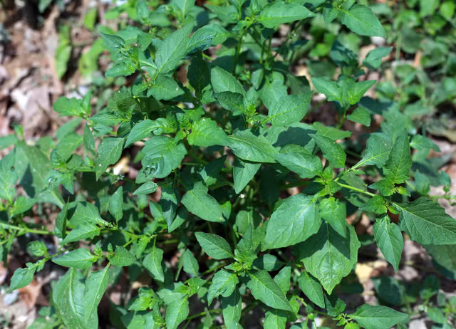 Nhung loai rau dai ngon nhung cung rat doc-Hinh-10