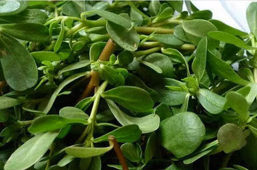 Nhung loai rau dai ngon nhung cung rat doc-Hinh-5