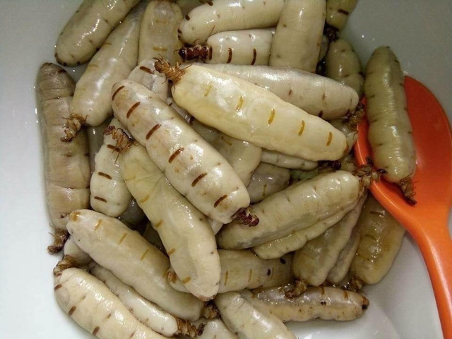 Rùng mình món ăn từ côn trùng được ví là “xuân dược” cho phái mạnh - Hình 7 Rung minh mon an tu con trung duoc vi la “xuan duoc” cho phai manh-Hinh-7