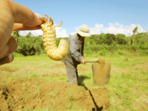 Rùng mình món ăn từ côn trùng được ví là “xuân dược” cho phái mạnh - Hình 10 Rung minh mon an tu con trung duoc vi la “xuan duoc” cho phai manh-Hinh-10
