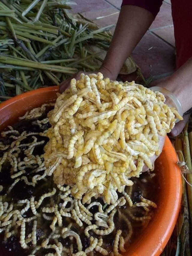Rùng mình món ăn từ côn trùng được ví là “xuân dược” cho phái mạnh Rung minh mon an tu con trung duoc vi la “xuan duoc” cho phai manh