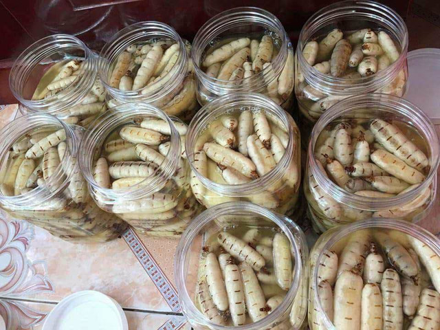 Rùng mình món ăn từ côn trùng được ví là “xuân dược” cho phái mạnh - Hình 6 Rung minh mon an tu con trung duoc vi la “xuan duoc” cho phai manh-Hinh-6