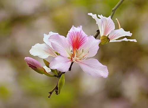 Khong ngo hoa ban co tac dung chua benh than ky the nay