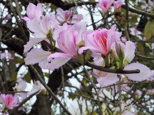 Khong ngo hoa ban co tac dung chua benh than ky the nay-Hinh-4