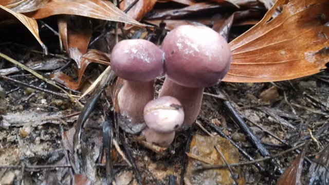 9 dac san Phu Quoc doc dao nhat nen thu mot lan