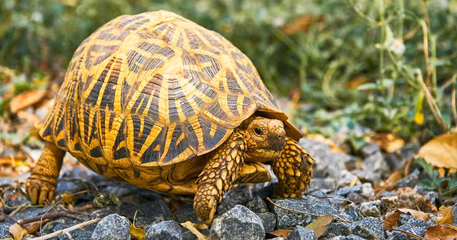 Hoang hon sinh vat song lom ngom bo ra khi bat nap mo co 2.000 tuoi-Hinh-3