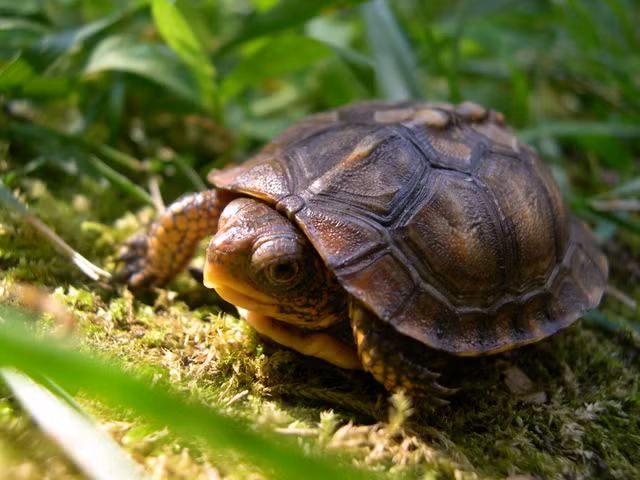 Hoang hon sinh vat song lom ngom bo ra khi bat nap mo co 2.000 tuoi-Hinh-5